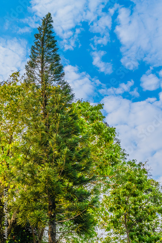 Fototapeta Naklejka Na Ścianę i Meble -  Pine trees and beautiful blue sky.