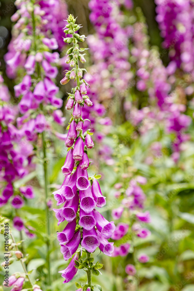 nice flower called foxglove, thimble in the forest nice flower called foxglove, thimble in the forest