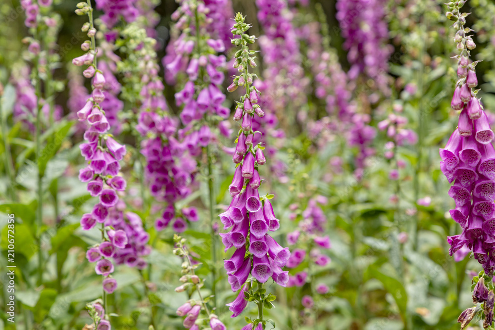 nice flower called foxglove, thimble in the forest nice flower called foxglove, thimble in the forest