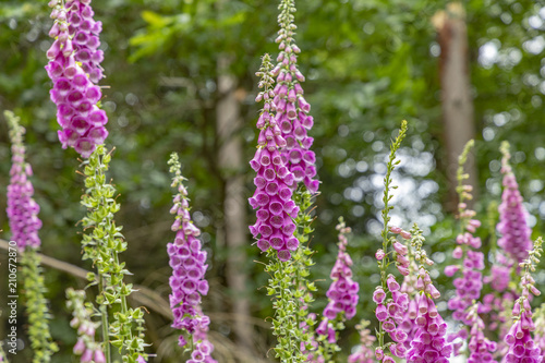 nice flower called foxglove, thimble in the forest