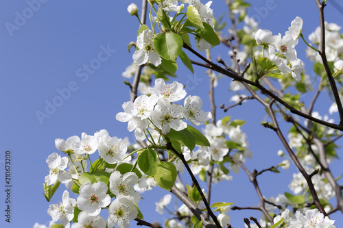 White pear flowers in full bloom