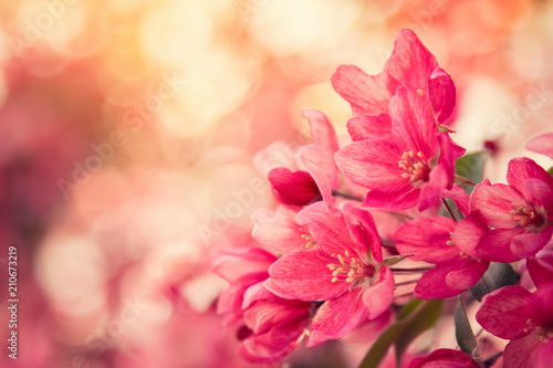 Pink flowers blossom on tree at sunset. Nature floral background with copy space