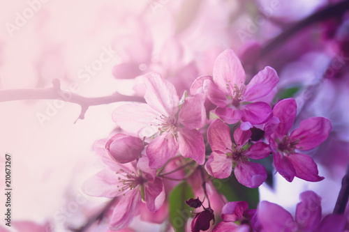 Fototapeta Naklejka Na Ścianę i Meble -  Pink flowers blossom on tree