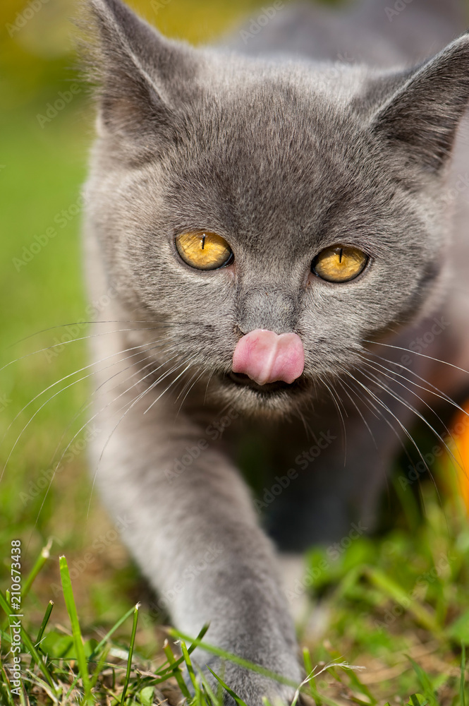 Junge Britisch Kurzhaar Katze schleckt sich das Mäulchen