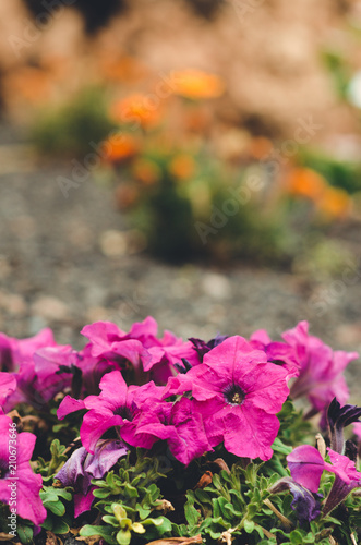 Fototapeta Naklejka Na Ścianę i Meble -  nature poster. purple flowers