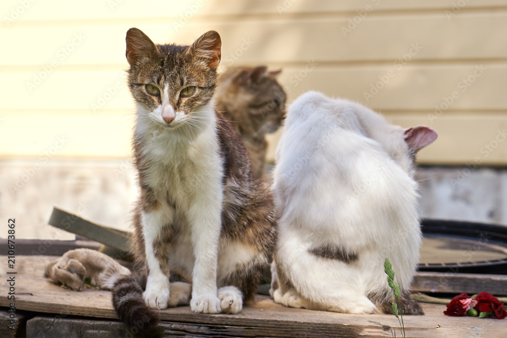 Cats sitting together outdoors in summer day