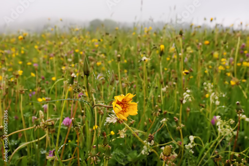 Marvelous alpine meadow with herbs and wild flowers after rain