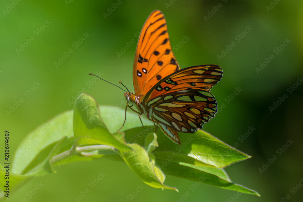 Obraz premium Butterfly on leaf