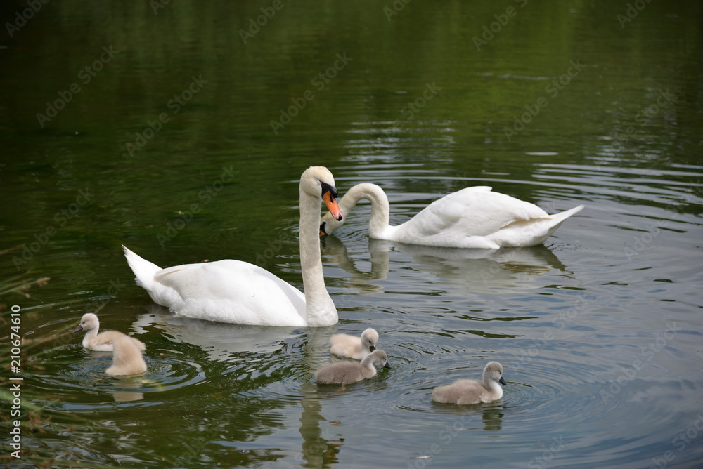 Swan life Swan life