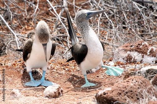 tierwelt von galapagos