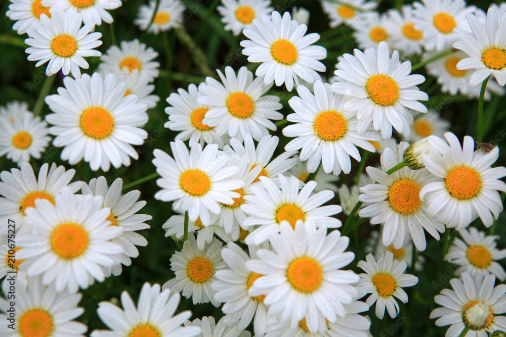 Macro shot of big daisies. Macro shot of big daisies.