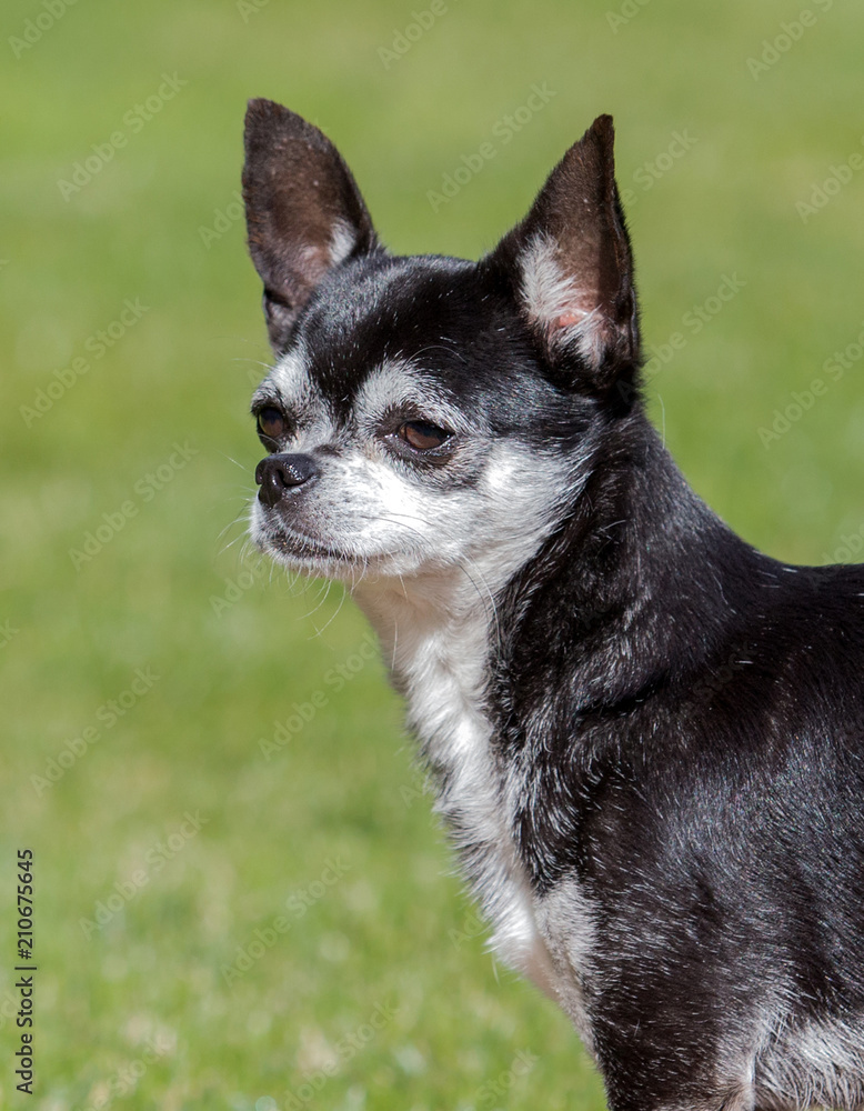  chihuahua