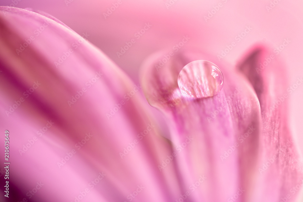 Water drop on a petal of a pink african daisy (osteopermum)