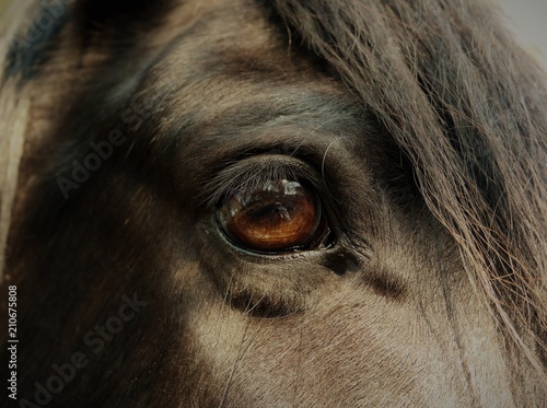 Horse eye