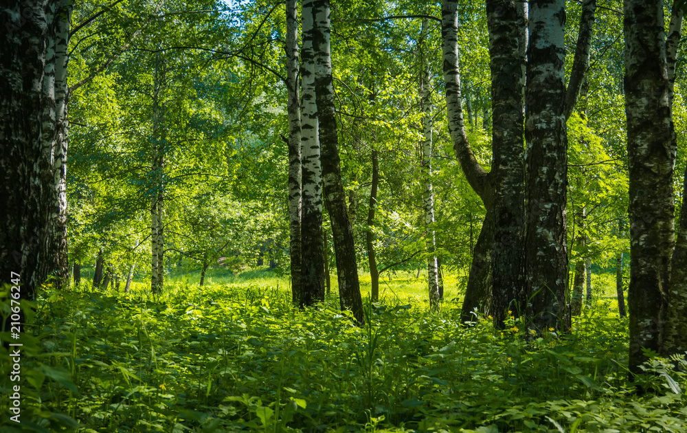 Fototapeta premium Green trees in summer park