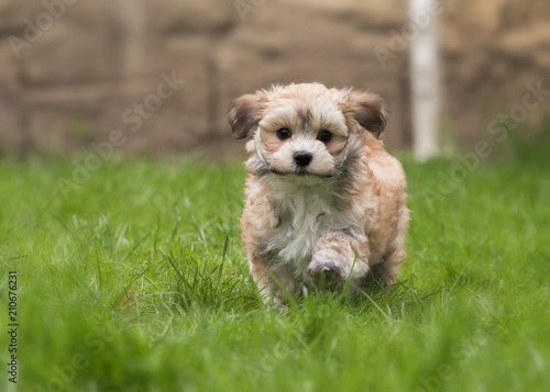 Havanese puppy dog