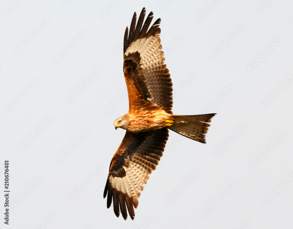 Fototapeta premium Awesome bird of prey in flight