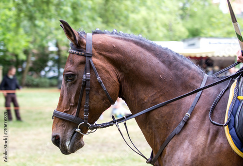  Portrait of a sports brown horse. © Kunz Husum