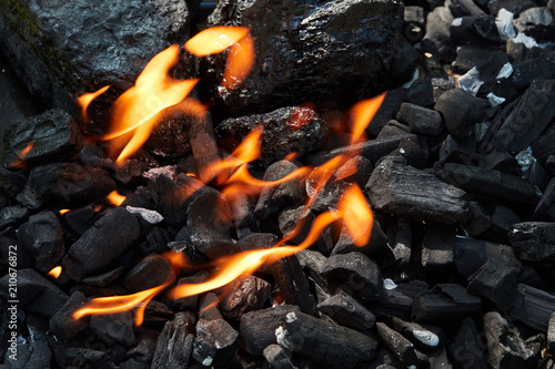 Orange wild fire burning on black coal and ash, prepared for barbecue grill