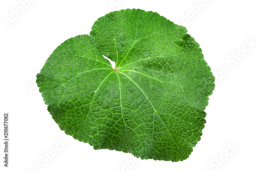 Mallow flower leaf isolatted on white background photo