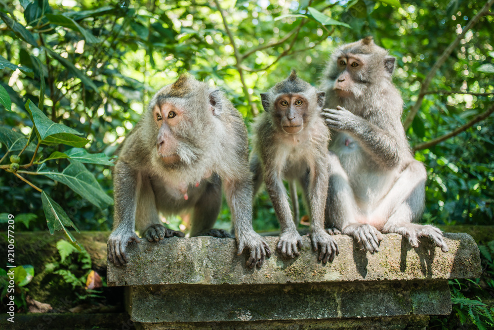 Fototapeta premium Monkey Trio