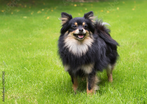 dog pomeranian spitz