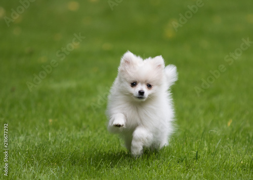 dog pomeranian spitz