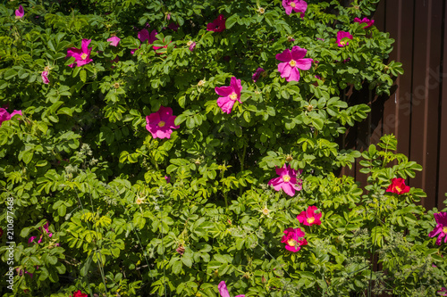 Pink flowering briar