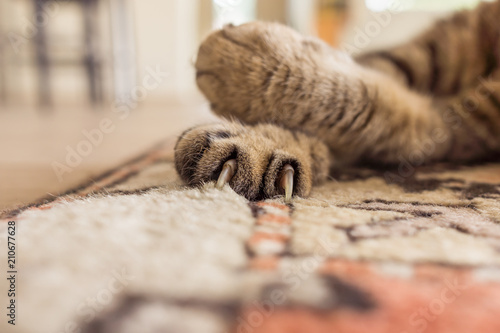 Fototapeta Naklejka Na Ścianę i Meble -  chat allongé sur le tapis