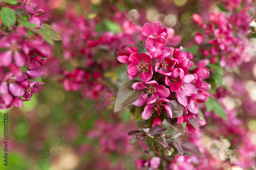 Wallpaper Mural Blühender Zierapfel Torontodigital.ca