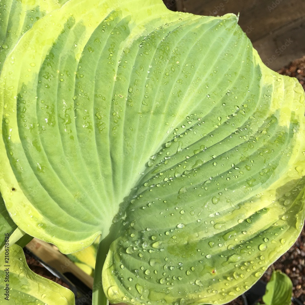 Obraz premium Hosta