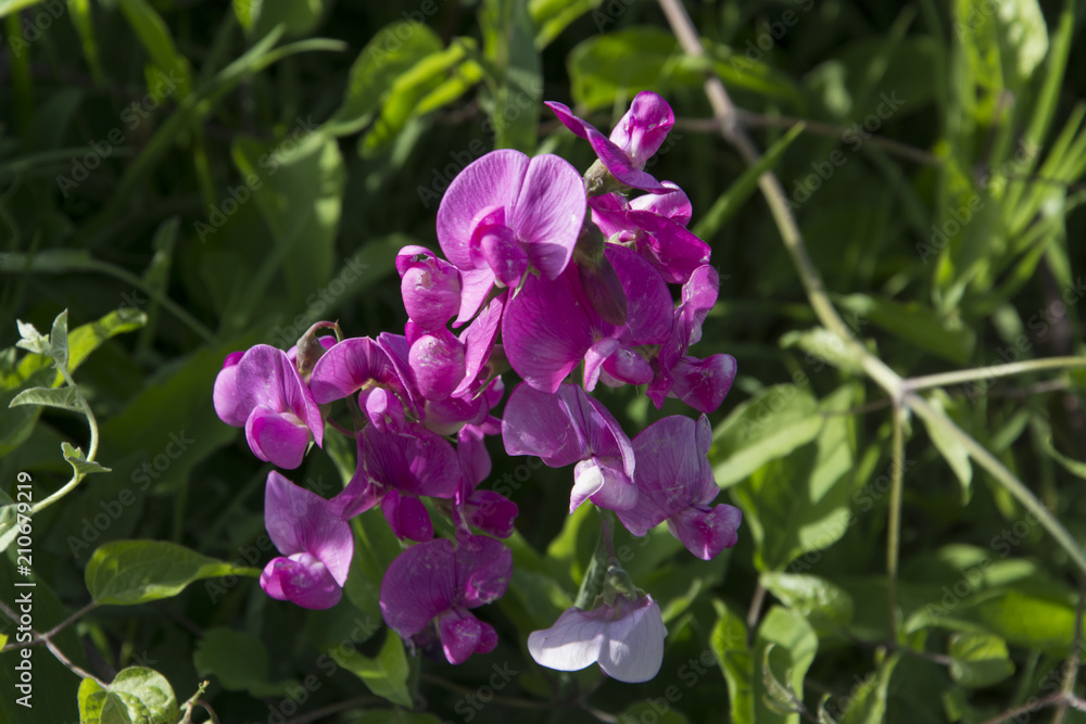 Fiori selvatici