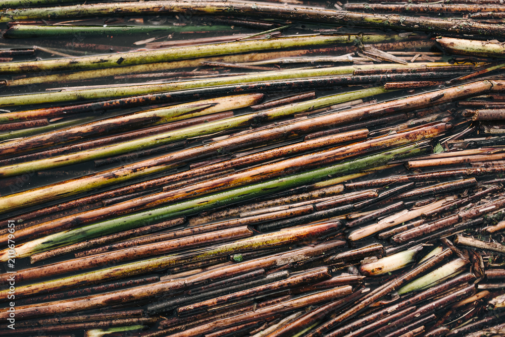 Texture of reeds. Yellow reeds. Branches. Sticks. Background. Tree. Cane. Texture of reeds. Yellow reeds. Branches. Sticks. Background. Tree. Cane.