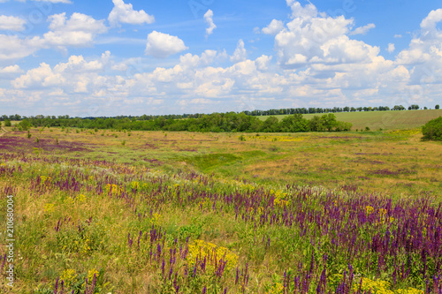 Meadow with wild purple salvia flowers. Summer landscape © olyasolodenko