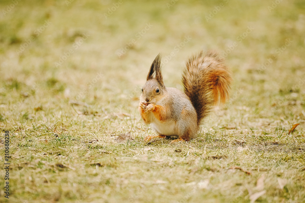 Squirrel red fur funny pets autumn forest on background wild nature animal thematic (Sciurus vulgaris, rodent) Squirrel red fur funny pets autumn forest on background wild nature animal thematic (Sciurus vulgaris, rodent)