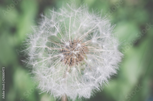 White dandelion macro retro