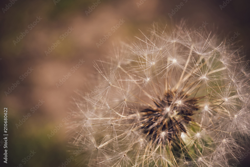 White dandelion macro retro