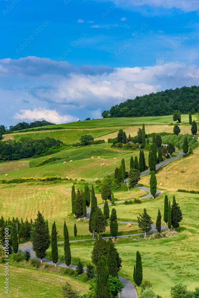 Fototapeta premium Cypress tree scenic winding road in Monticchiello - Valdorcia - near Siena, Tuscany, Italy, Europe.