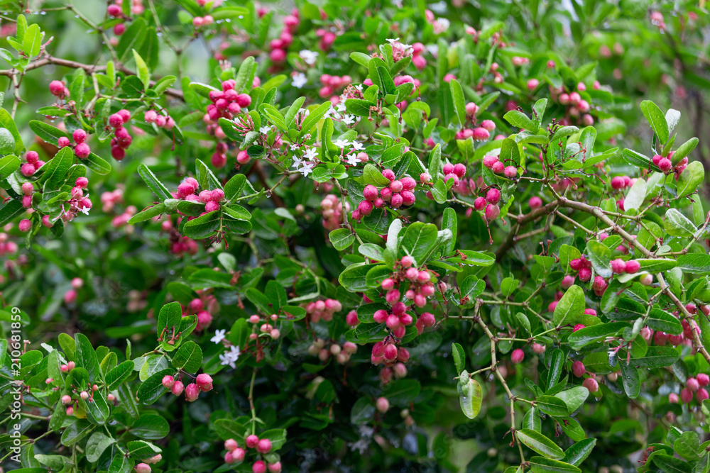 Carissa carandas L,Red Fruit herb's tree or Bengal-Currants Carissa carandas L,Red Fruit herb's tree or Bengal-Currants