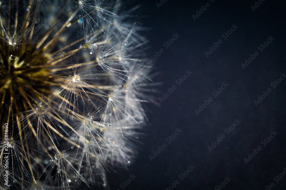 Obraz premium White Dandelion with Water Drops