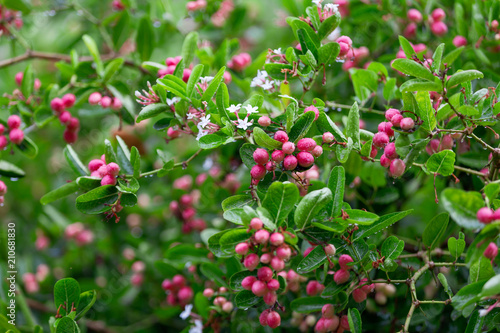 Carissa carandas L,Red Fruit herb's tree or Bengal-Currants