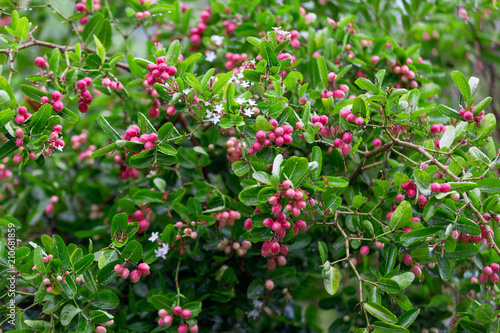 Carissa carandas L Red Fruit herb s tree or Bengal-Currants