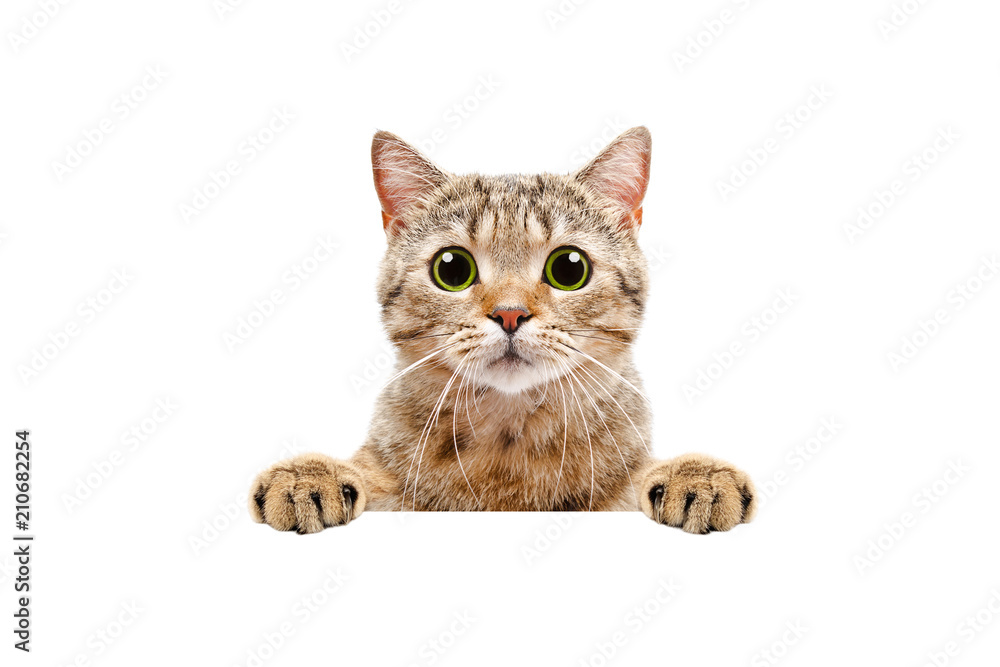 Fototapeta premium Adorable Scottish Straight kot, zerkając zza sztandaru, na białym tle