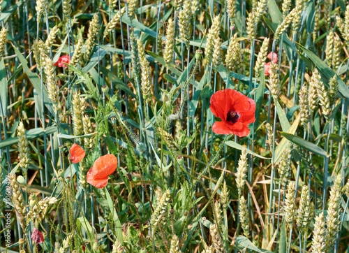 Fototapeta Naklejka Na Ścianę i Meble -  Roter Klatschmohn im Getreidefeld