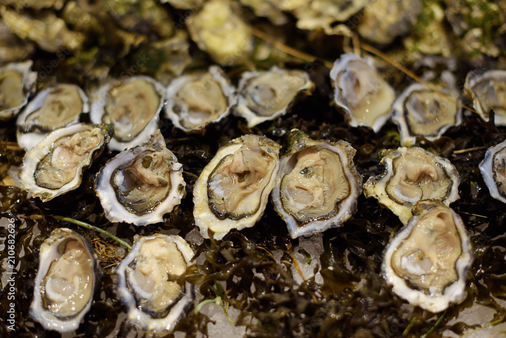 a lot of oysters a lot of oysters