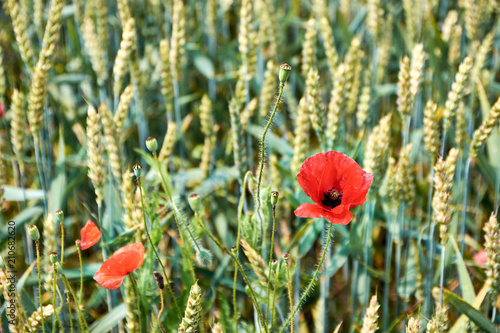 Fototapeta Naklejka Na Ścianę i Meble -  Klatschmohn (Papaver rhoeas) im Kornfeld