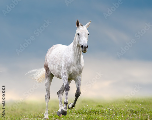 Gray dapple horse runs on f...
