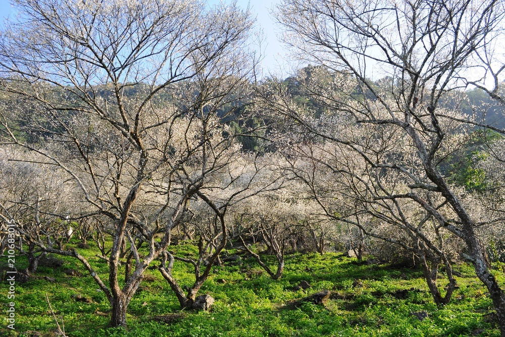 Plum Blossoms and trees in Spring in Nantou, Taiwan Plum Blossoms and trees in Spring in Nantou, Taiwan