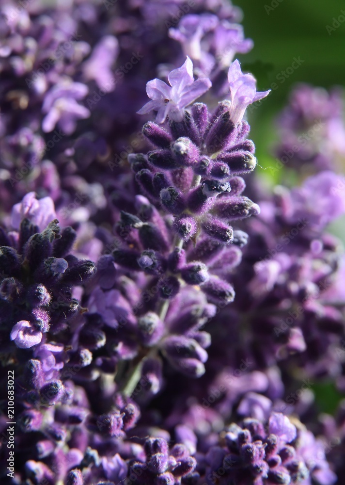 lavender herb with lila,velvet flowers lavender herb with lila,velvet flowers