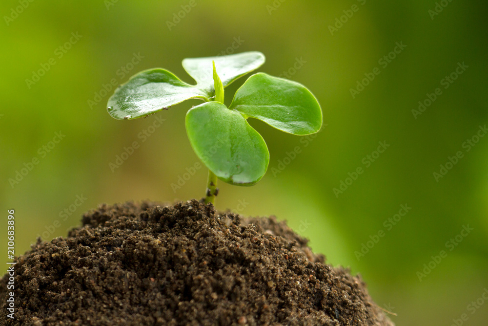 Naklejka premium Seedling growth on rich soil with green nature background